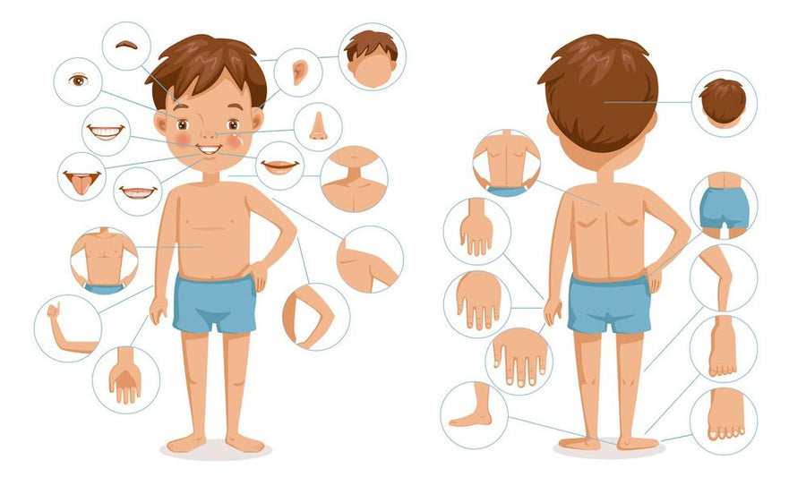 Illustration: Kind in Unterhose von vorn und von hinten, ringsum Kreise mit einzelnen Körperteilen